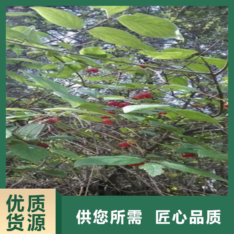 杈杷果石榴树源头厂源头货