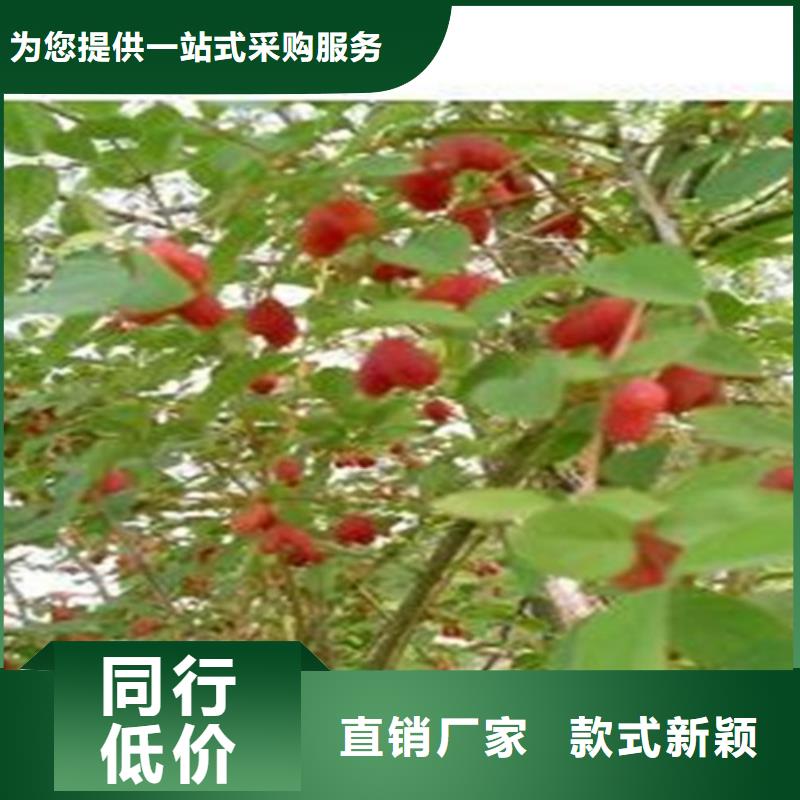 杈杷果苹果苗厂家现货批发
