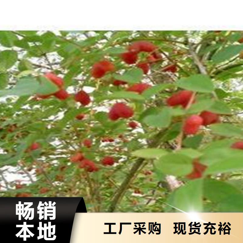 杈杷果桃树苗做工精细