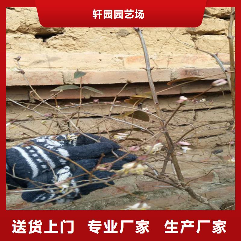杈杷果樱桃苗保质保量