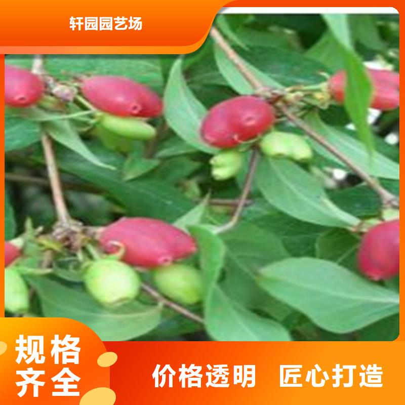 杈杷果桃树苗精选优质材料