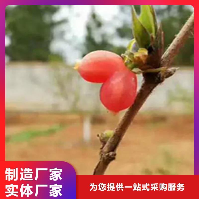 杈杷果,草莓苗源厂定制