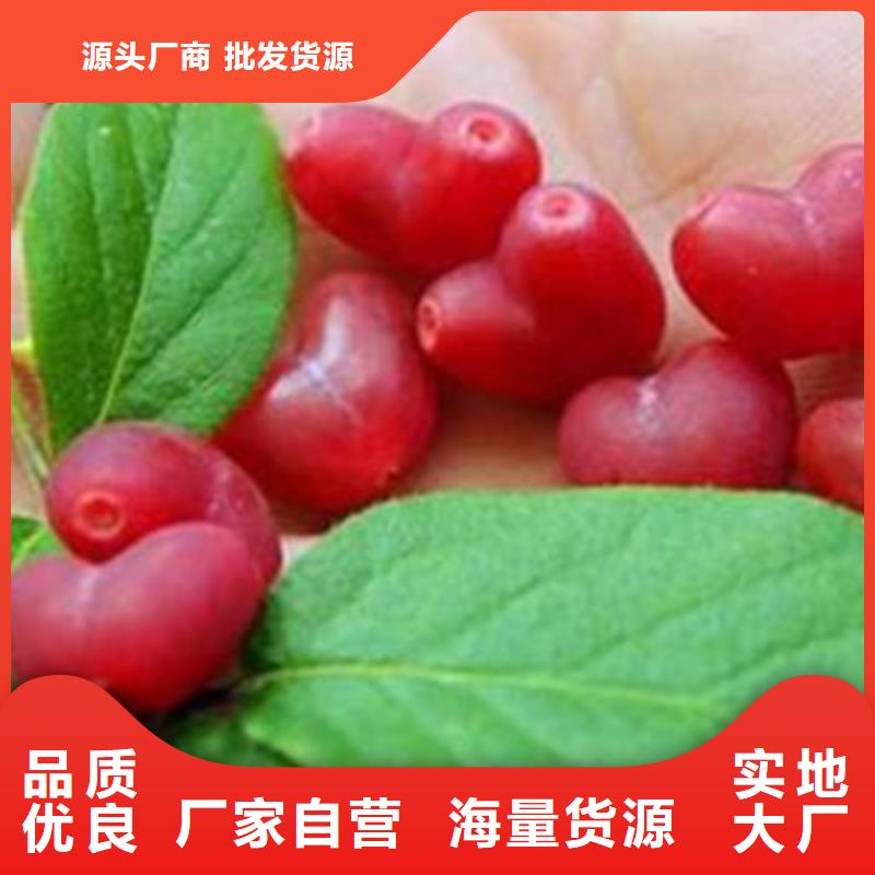 杈杷果-樱桃苗服务始终如一