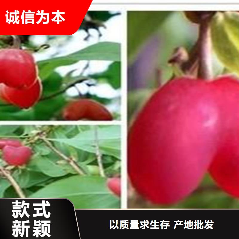 杈杷果_樱桃苗质量安心