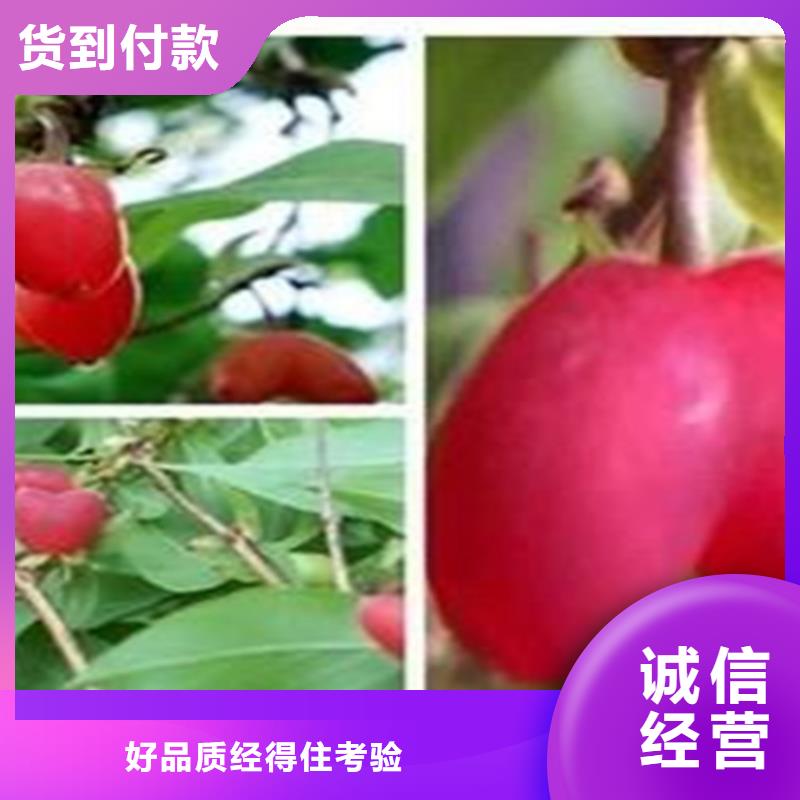 杈杷果苹果苗厂家现货批发