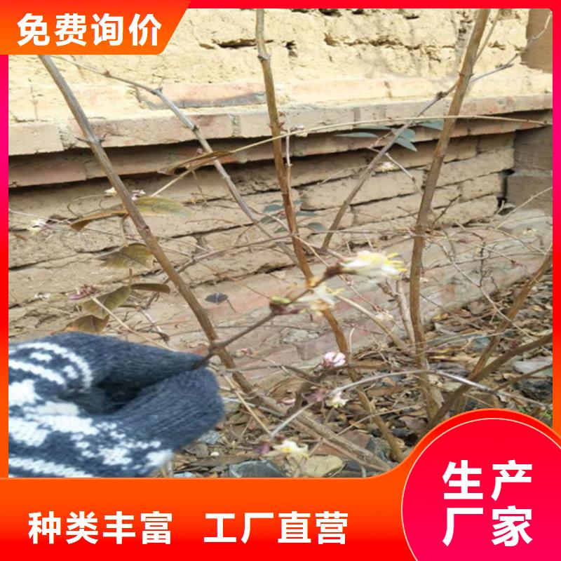 杈杷果苹果苗厂家现货批发