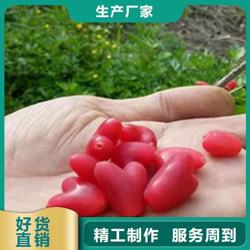 杈杷果西瓜苗选择我们没错
