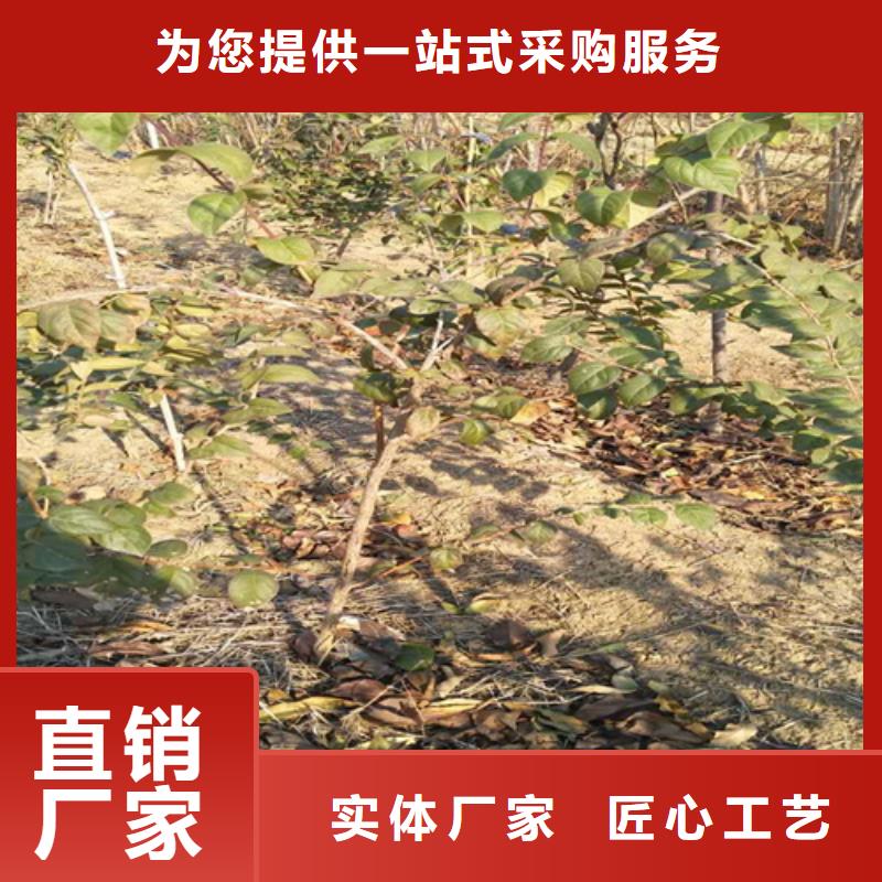 杈杷果苹果苗厂家现货批发