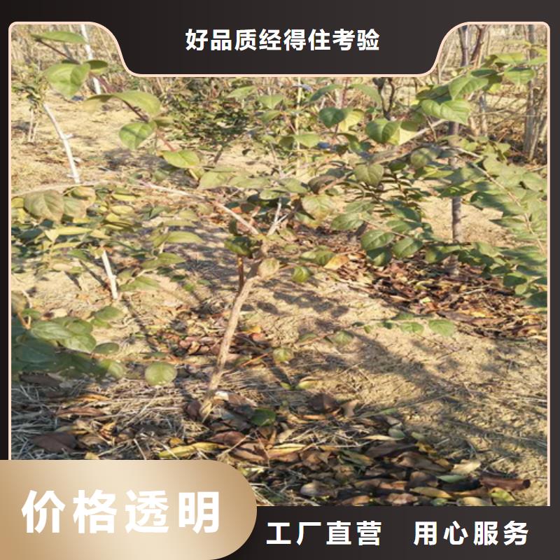 杈杷果李树苗订制批发