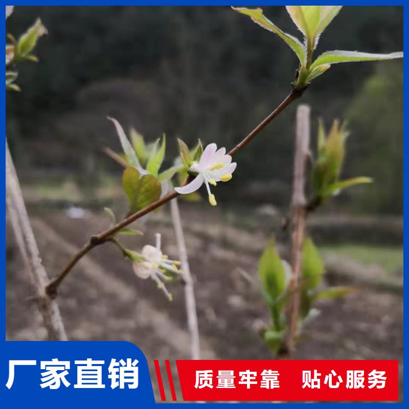 杈杷果_樱桃苗种类丰富