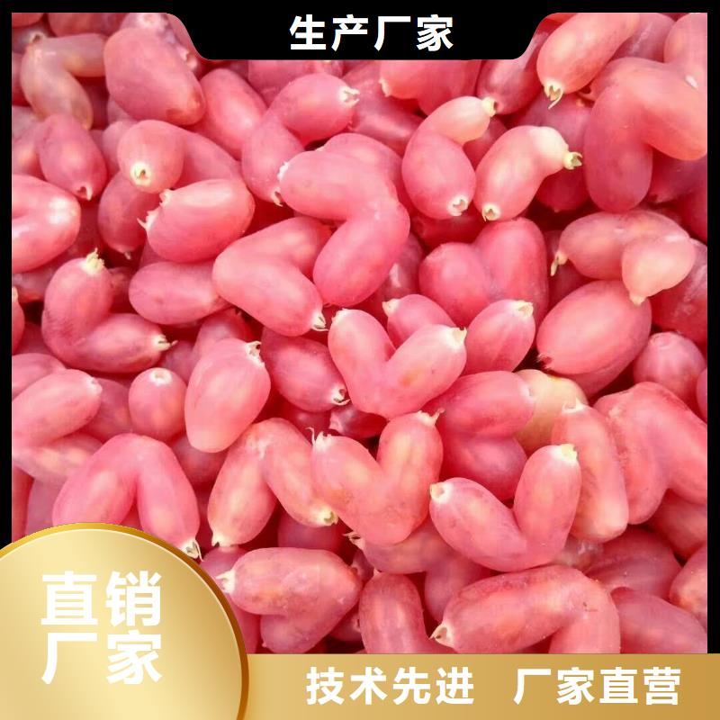 杈杷果西瓜番石榴苗质量上乘