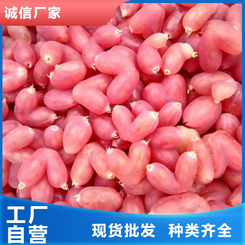 杈杷果桃树苗做工精细