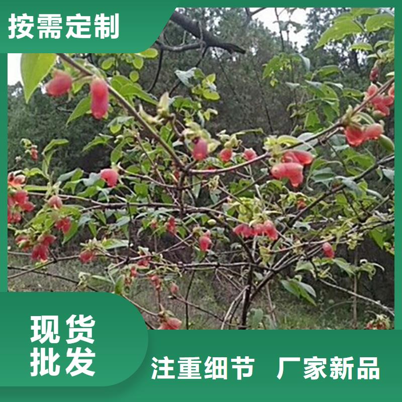 杈杷果桃树苗当地货源
