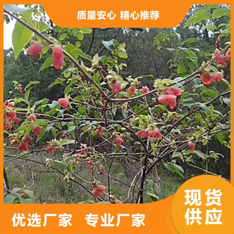 杈杷果苹果苗厂家现货批发