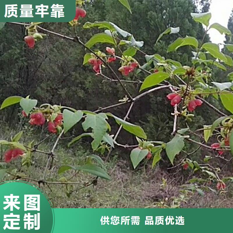 杈杷果樱桃苗材质实在