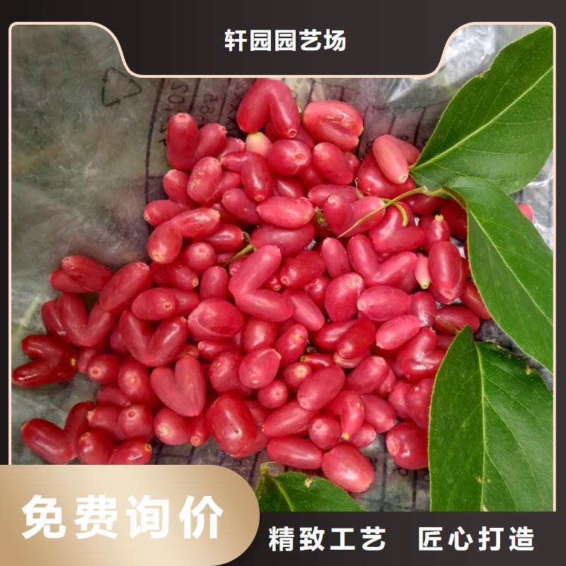 杈杷果【【猕猴桃苗】】多年行业经验