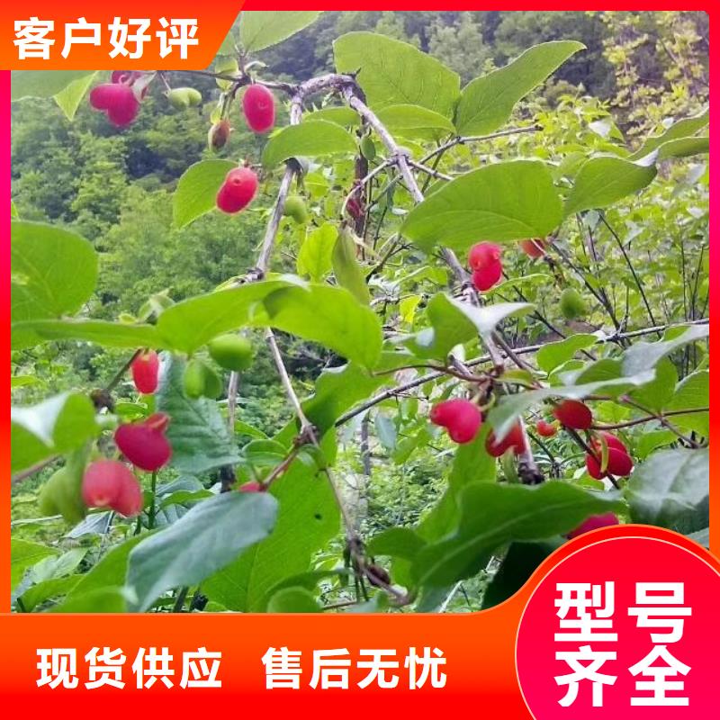 杈杷果石榴树源头厂源头货