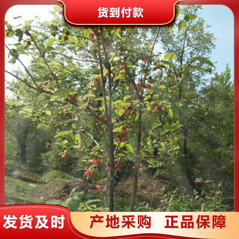 杈杷果李树苗订制批发