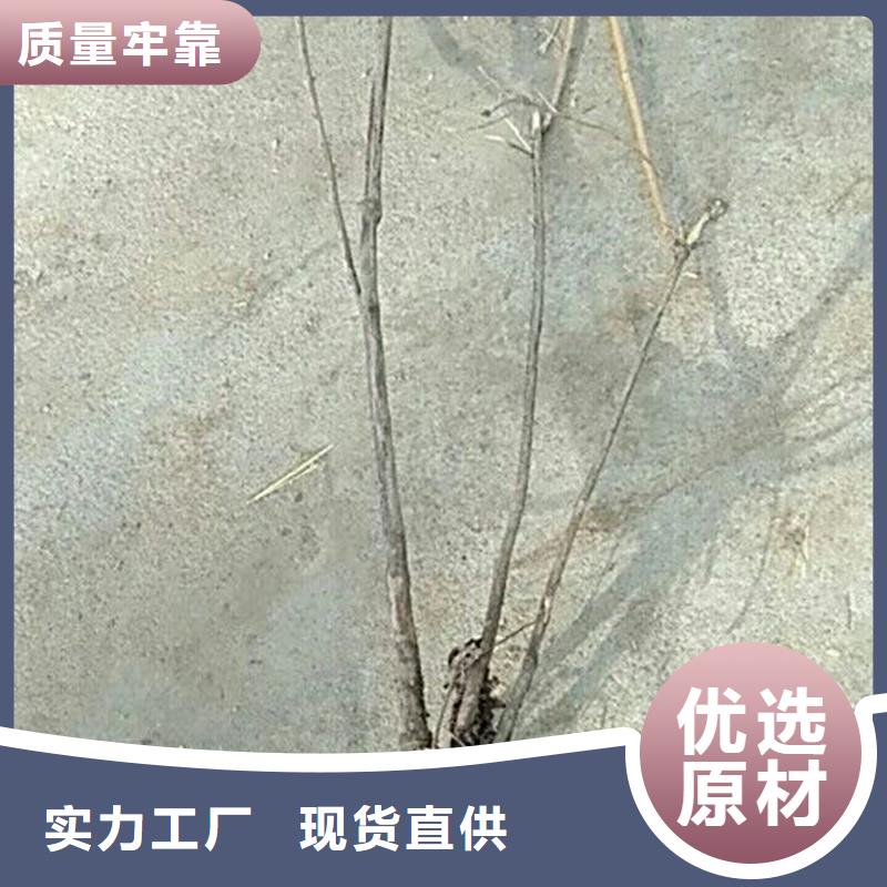 杈杷果红颜草莓来图来样定制