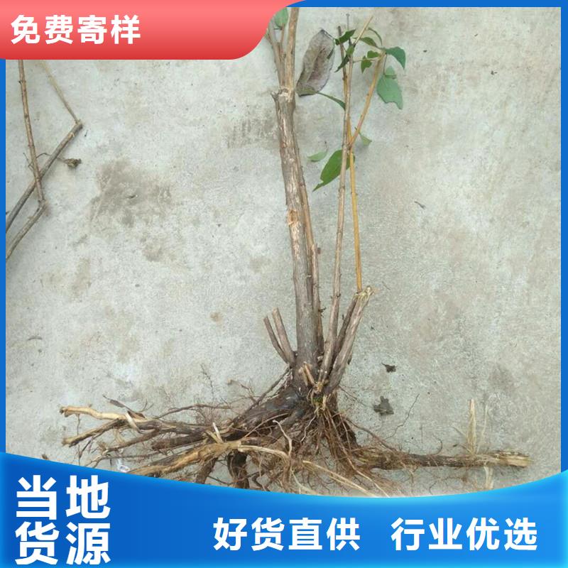 杈杷果,北美冬青严格把关质量放心