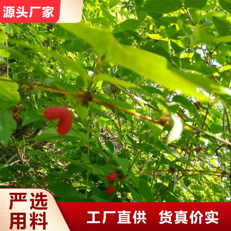 杈杷果玛瑙红石榴苗自有厂家