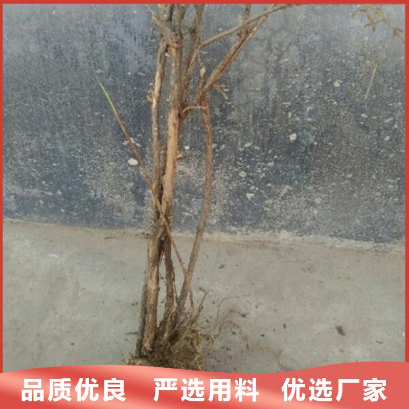 杈杷果苹果苗厂家现货批发