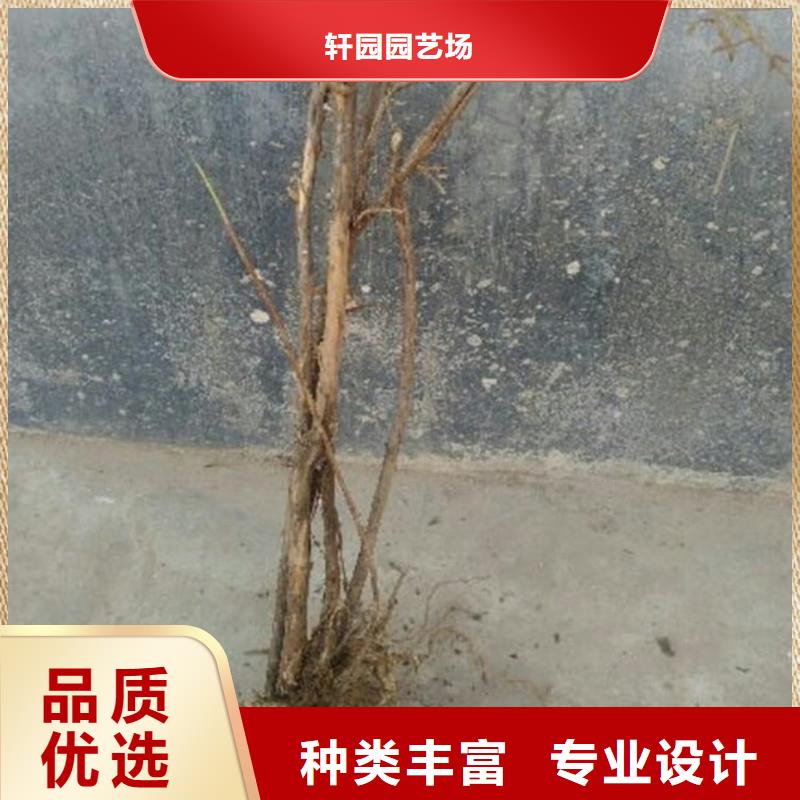 杈杷果_樱桃苗种类丰富