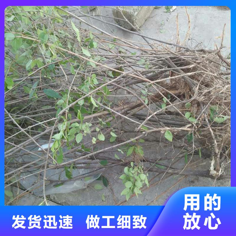 杈杷果苹果苗厂家现货批发