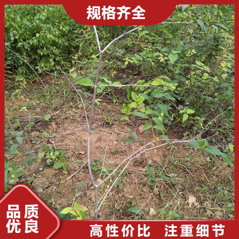 杈杷果西瓜苗选择我们没错