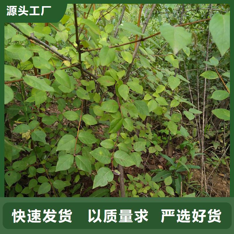 杈杷果【北美冬青】质检合格发货