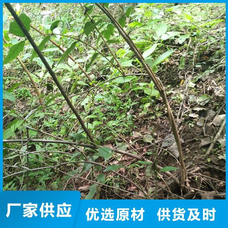 杈杷果猕猴桃苗常年供应