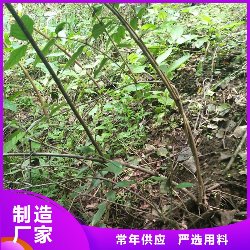 杈杷果石榴树源头厂源头货