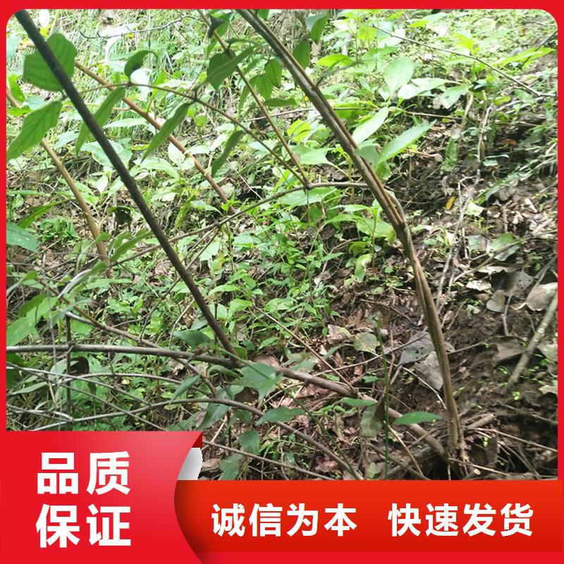 杈杷果桃树苗做工精细