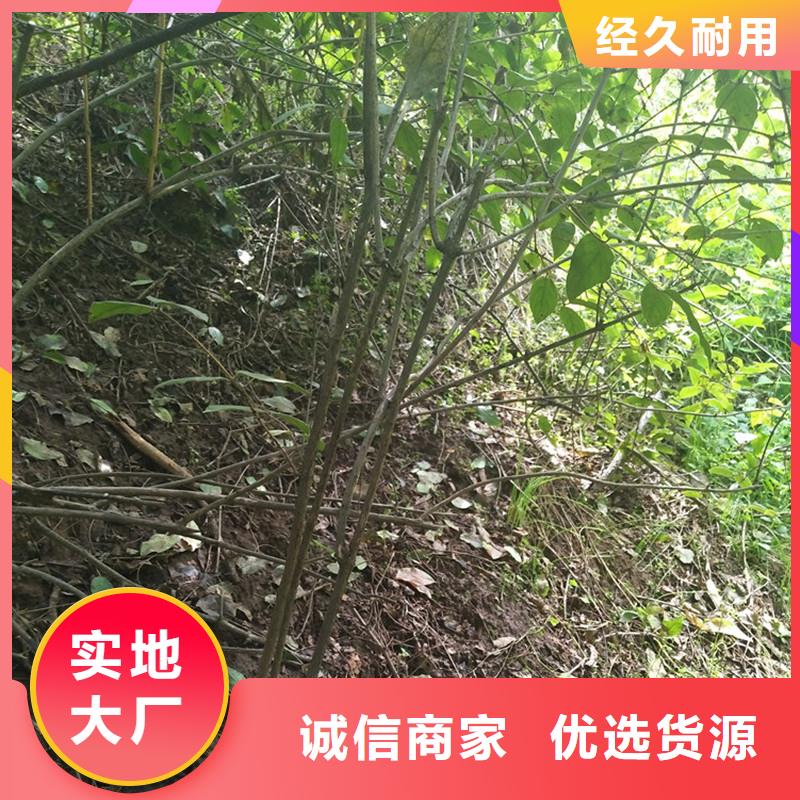 杈杷果-樱桃苗服务始终如一