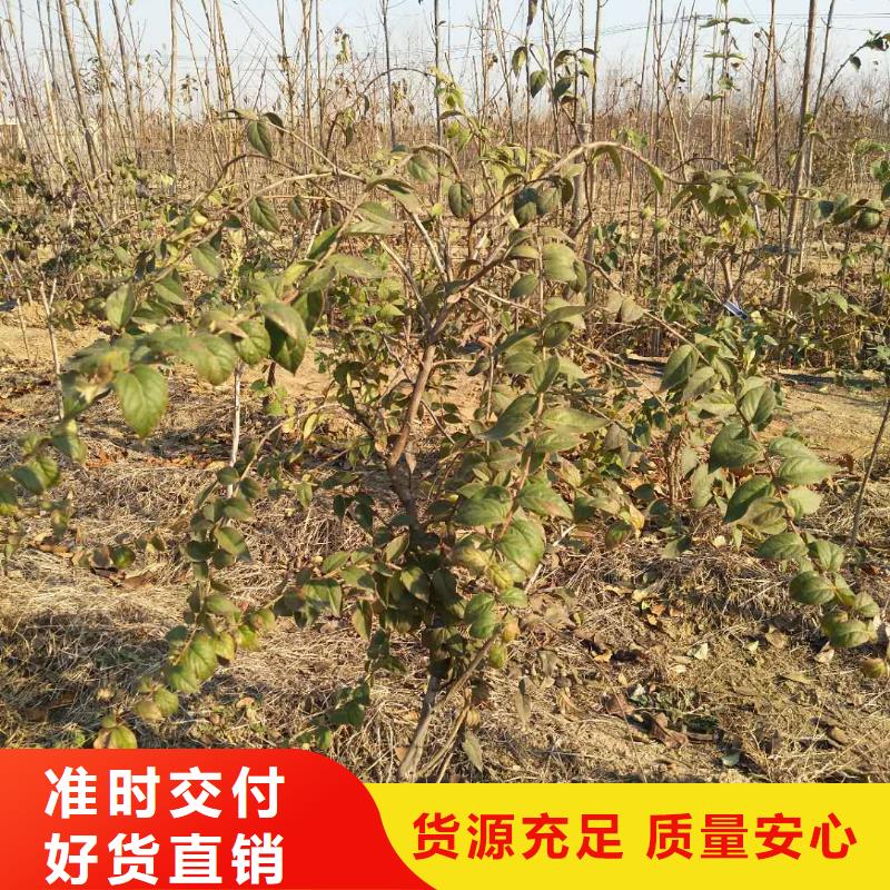 杈杷果,石榴树好品质选我们