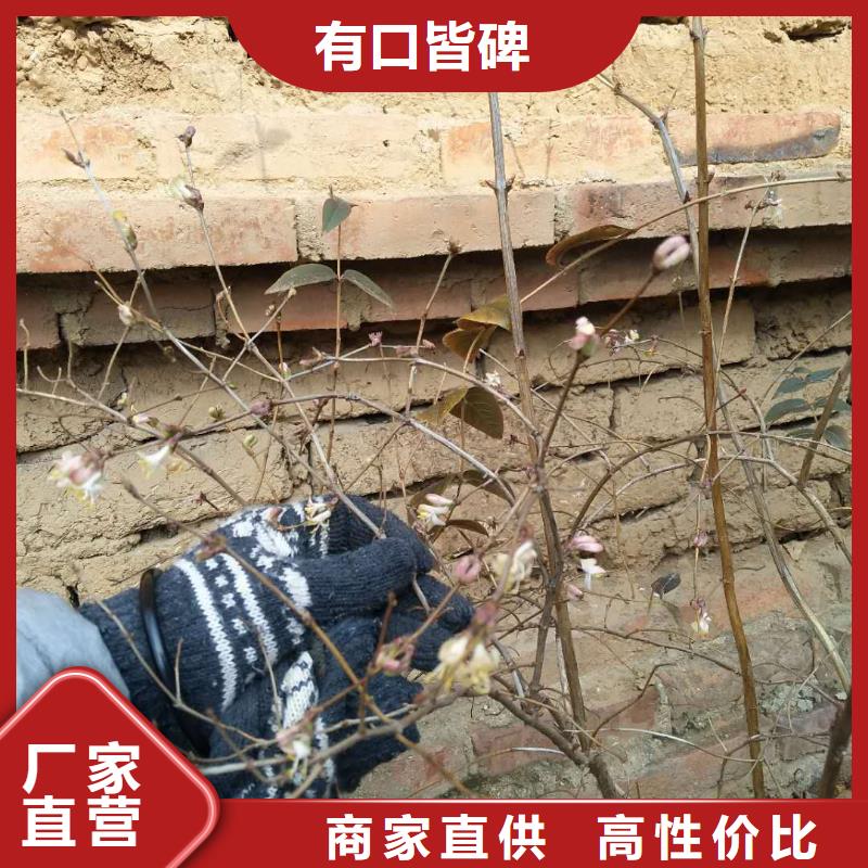 杈杷果苹果苗的简单介绍