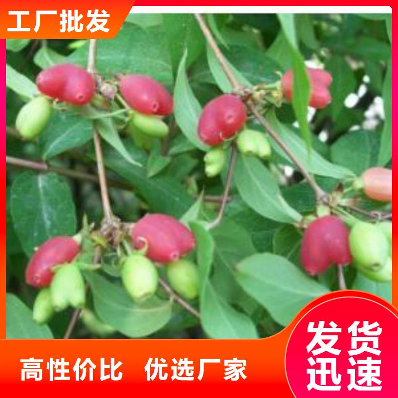 杈杷果【【猕猴桃苗】】多年行业经验