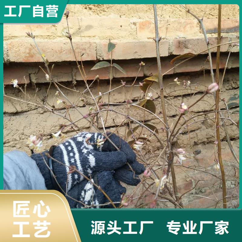 杈杷果_樱桃苗质量安心