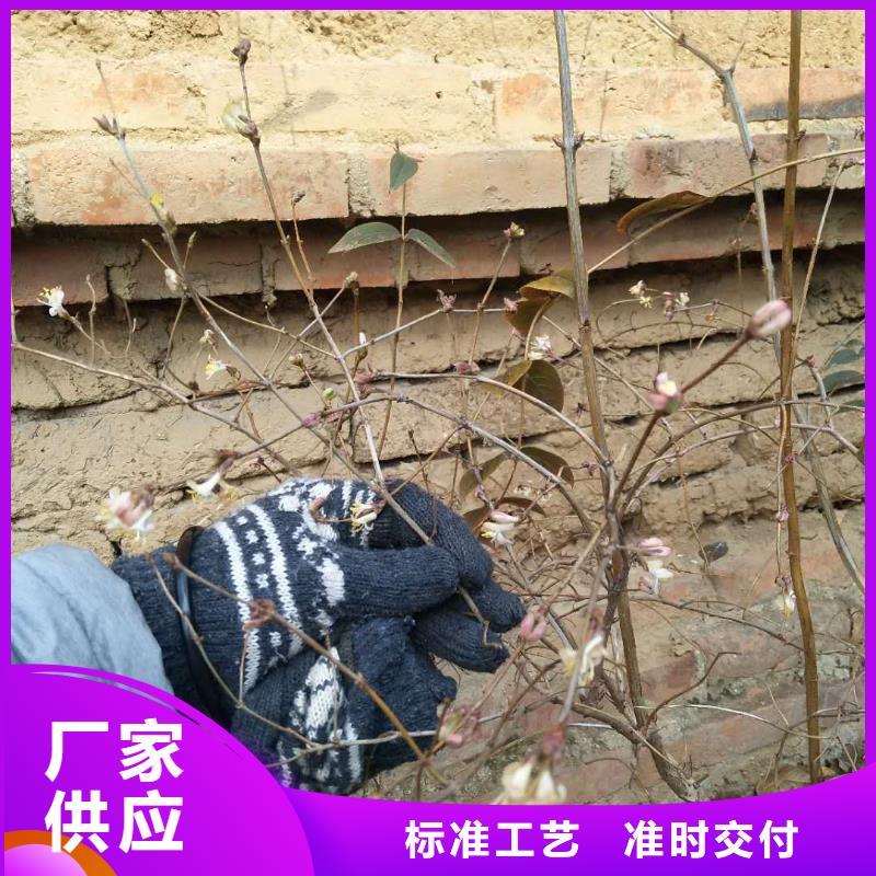 杈杷果石榴树源头厂源头货