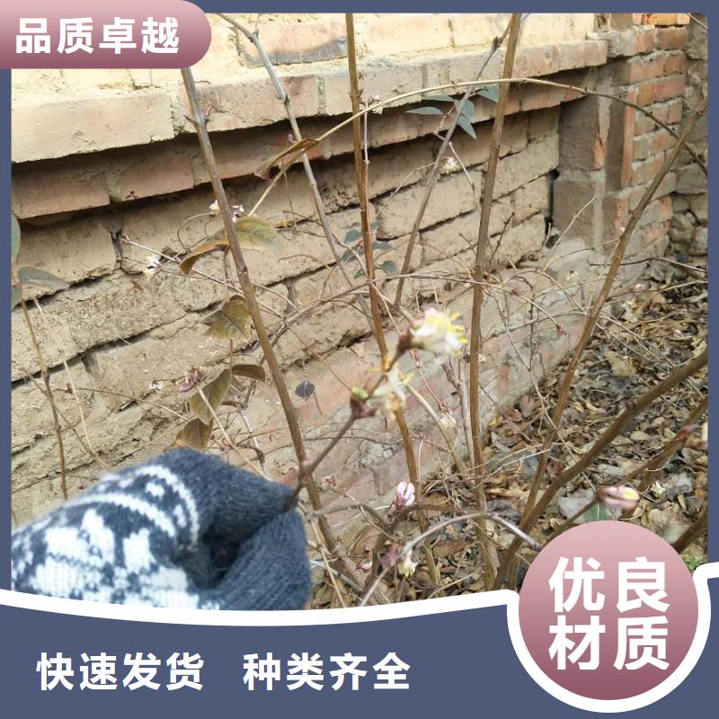 杈杷果苹果苗的简单介绍