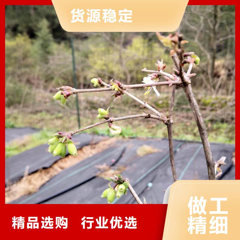 杈杷果【【猕猴桃苗】】多年行业经验