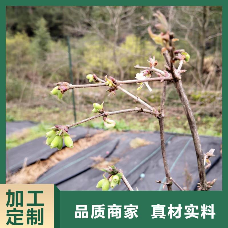 杈杷果,北美冬青严格把关质量放心