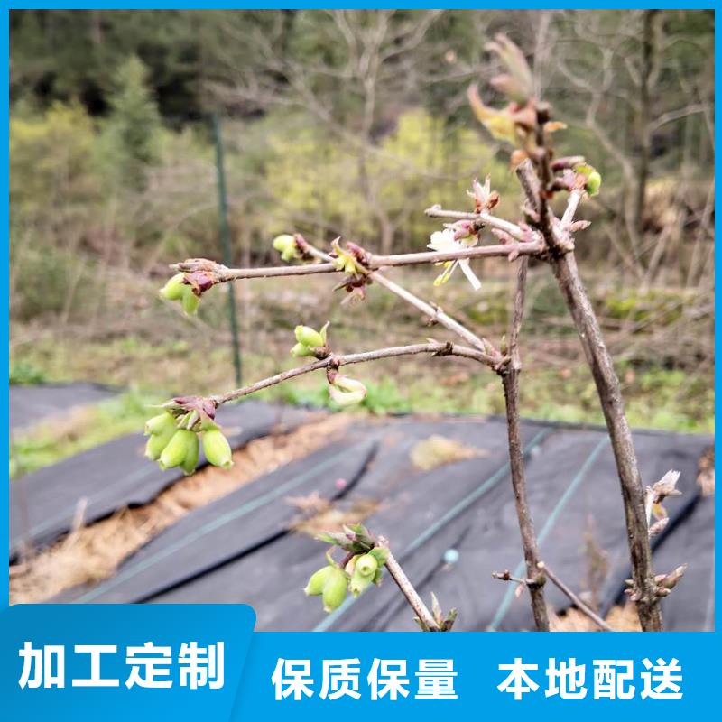 杈杷果玛瑙红石榴苗自有厂家