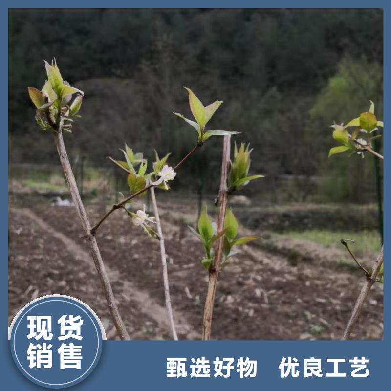 杈杷果【北美冬青】质检合格发货