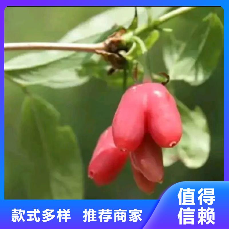 杈杷果西瓜番石榴苗质量上乘