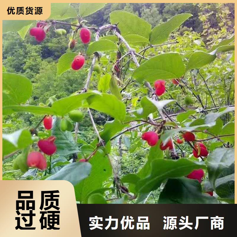 【杈杷果_苹果苗值得买】