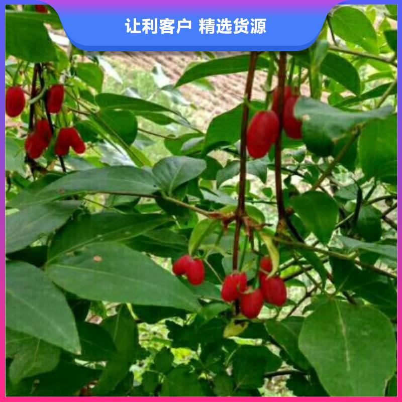 杈杷果苹果苗厂家现货批发
