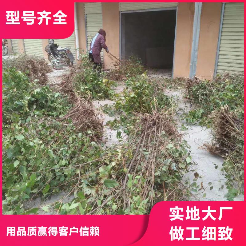 杈杷果北美冬青分类和特点