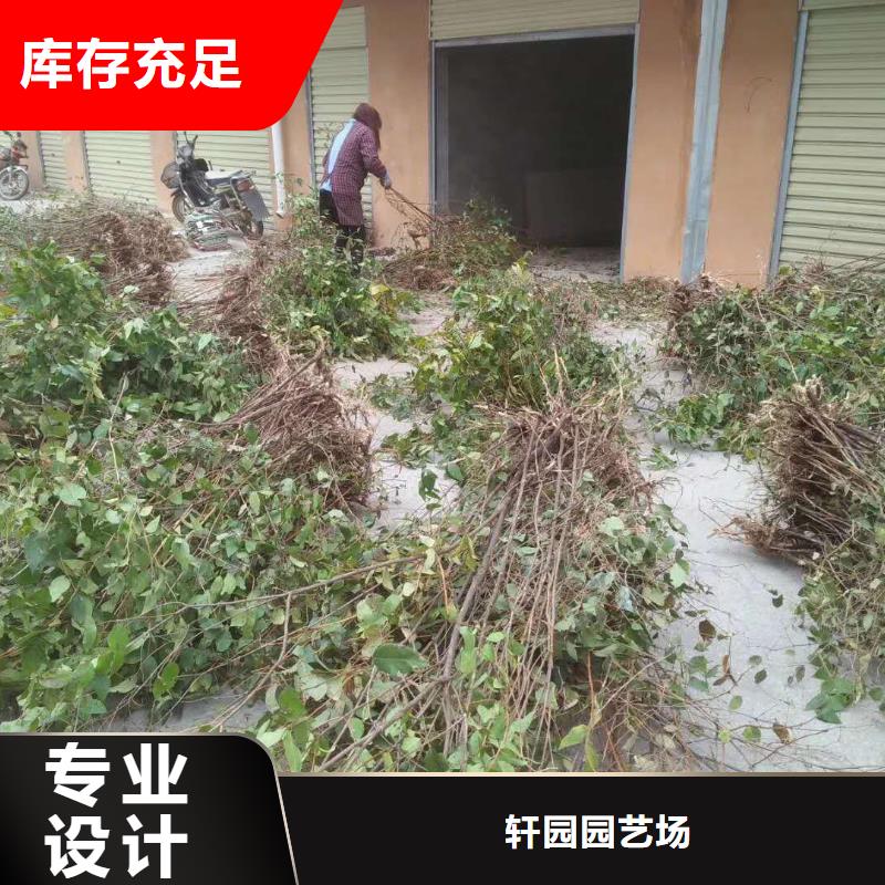 杈杷果,石榴树好品质选我们