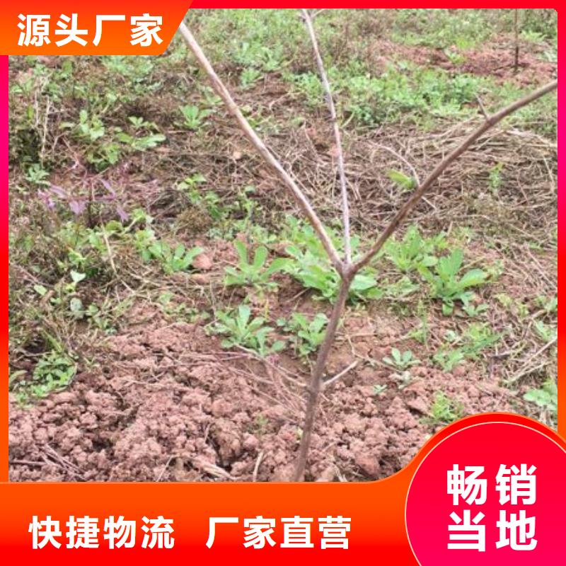 杈杷果苹果苗厂家现货批发